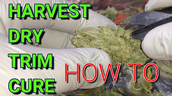 Cannabis Grow Guide Ep. 24 Harvesting Gorilla Bomb. How to Trim, Dry, and Cure Medical Cannabis