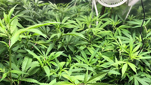 1 Flowering Week 1 PlatinumLED P300 Stealth Grow Box Medical Cannabis Grow. Light, PAR, And PPFD Talk