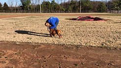 Puppy Leash Training