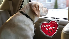 Global Pet Food - Show us your heart