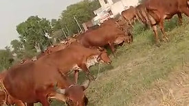 Freely Roaming Cows
