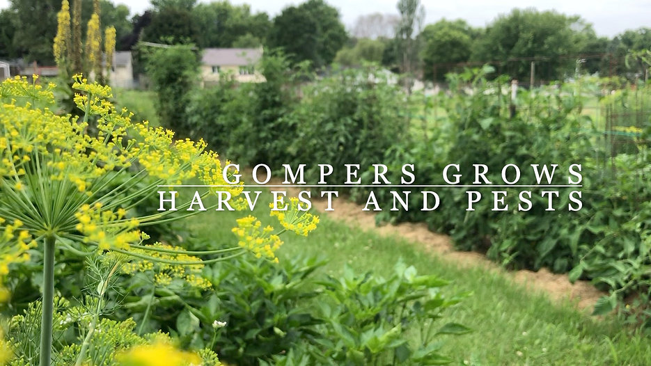 Gompers Grows_Harvest and Pests