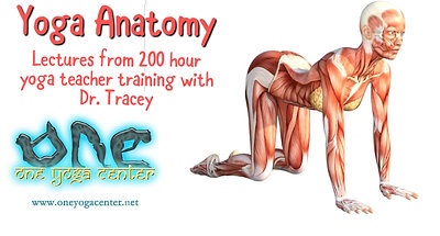 Yoga Anatomy Lesson Pt. 2