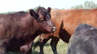 Bred Cows 1