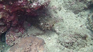 Can You See Me (stonefish)