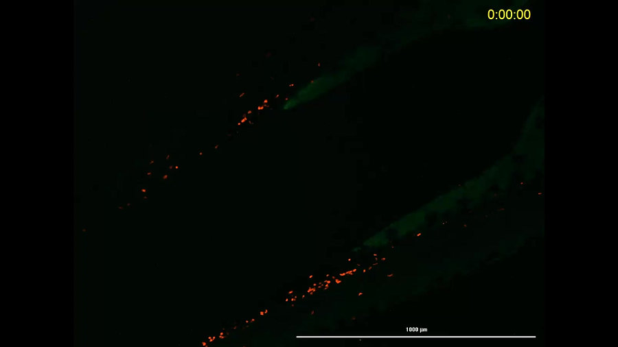 16h time lapse of live zebrafish larvae harboring red-labelled neutrophils
