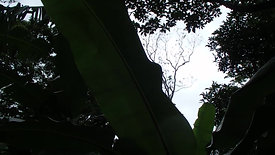 Miravalles Rainforest: cicadas singing