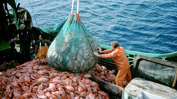 Stop overfishing