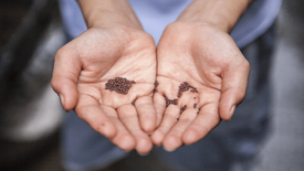 10.02.22 What Can A Mustard Seed Do? | Luke 13:18-19; 17:5-6