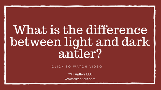What is the difference between light and dark antlers?
