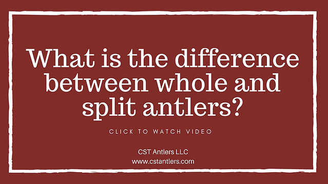 What is the difference between whole and split antlers?