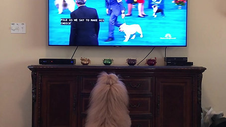 Willow Watching the Dog Show