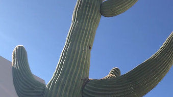 Our fav giant cactus!