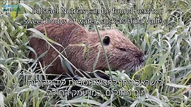 Let's get to know the Nutria