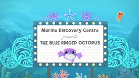 Marine Discovery Centre - #02 Blue Ringed Octopus