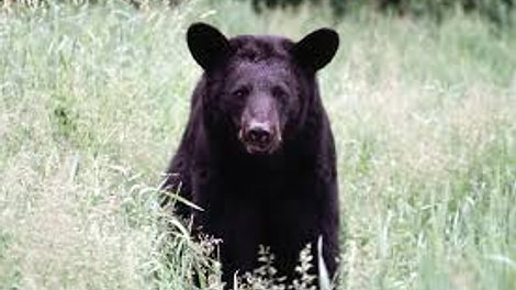 Bears of Arkansas