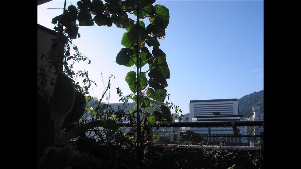 Terrace garden reveals Fukuoka University's new Central Liberary