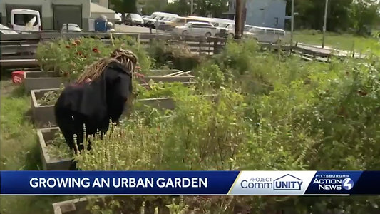 WTAE Listens- Growing an Urban Garden