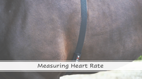 Measuring Heart Rate