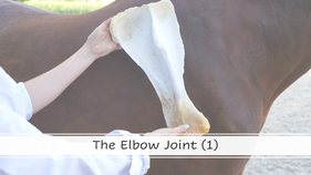 The Elbow Joint (1)