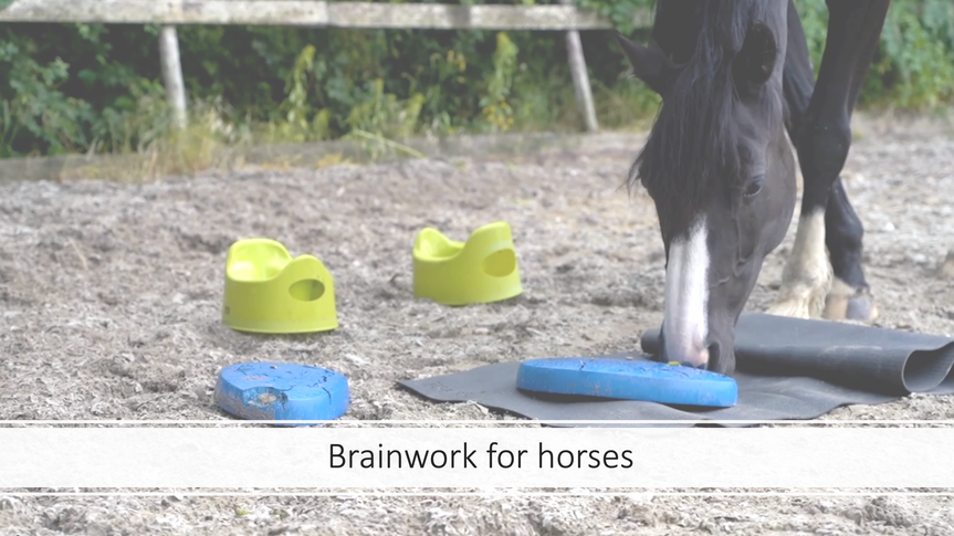 Brainwork for horses