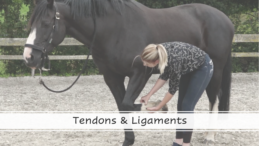 Tendons & Ligaments 