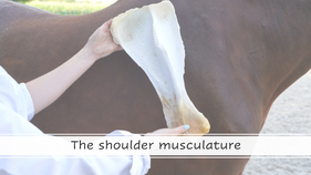 Shoulder Musculature