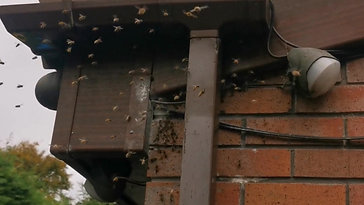 Wasp Nest - Blackburn, Lancashire