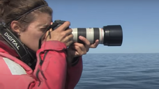 Profession chercheur : Biologiste marine au Canada avec les baleines