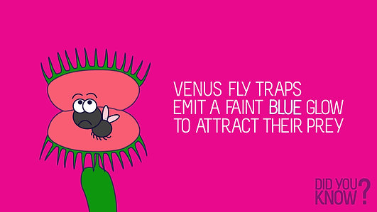 Atlanta Science Festival | Venus Fly Trap Promo