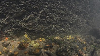 European Eel Underwater footage