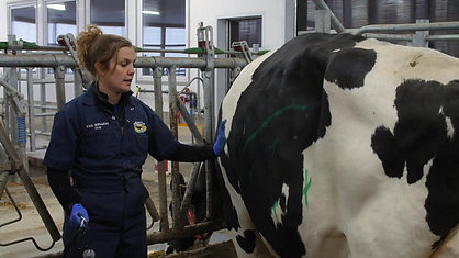 Abdominal Exam and Checking for Displacements on a Cow