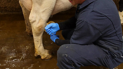 CMT Testing a Cow
