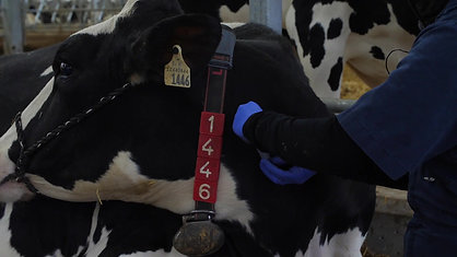 IV Treatment on a Cow