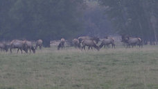 Coltons Elk Hunt 2020