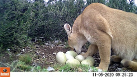 Puma comiendo huevos de ñandú