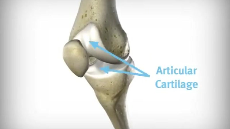 Knee-Joint-Animation