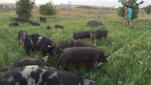 Pasture Pigs