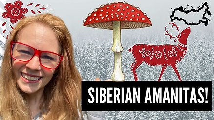 The Importance of Siberian Amanitas