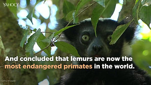 Most lemur species facing extinction