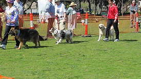 Mawson Lakes Dogs Day Out