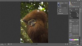 Case Study Orangutan