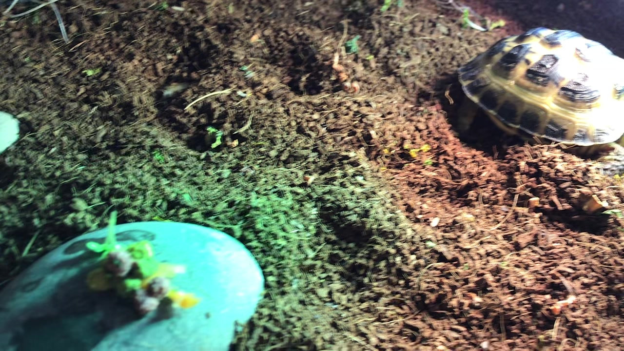 Tortoise Family Archer videos