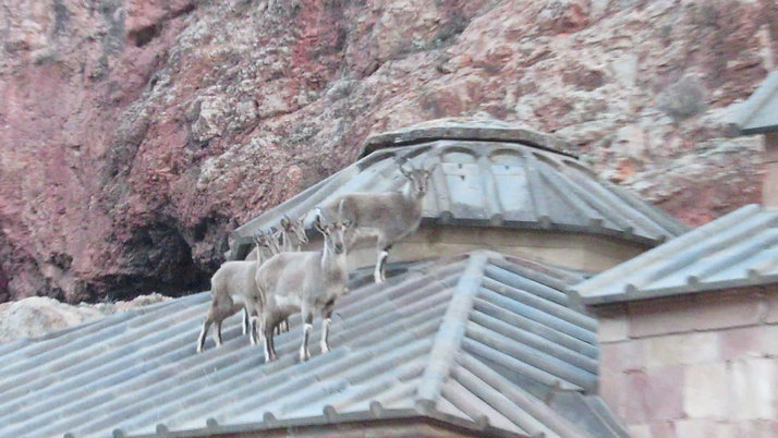 Unexpected Visitors at the Noravank Monastery