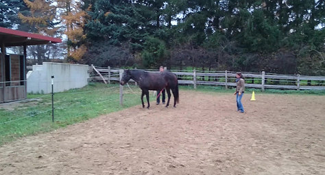 Horse-assisted Coaching in Practice