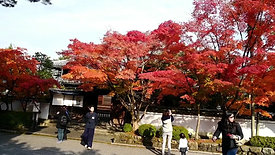 japan - kyoto fall foliage temple