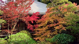 japan - kyoto fall foliage