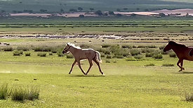 mongolia - steppe wild horses