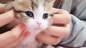 Kitten in Hand 1