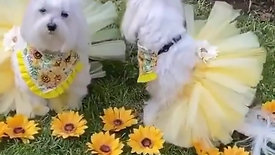 Puppies Dressed Like Groom And Bride